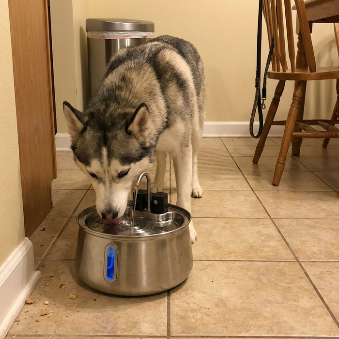 Senior dog mid-drink, warm light