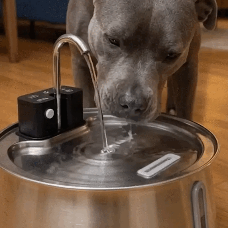 Built for real dogs (sloppy drinkers, big breeds, senior pups)